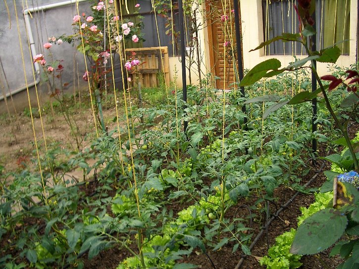 Spanish Apartment Garden